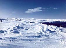 Canadian ice flows where harp seals give birth