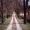 Tree lined road in PA